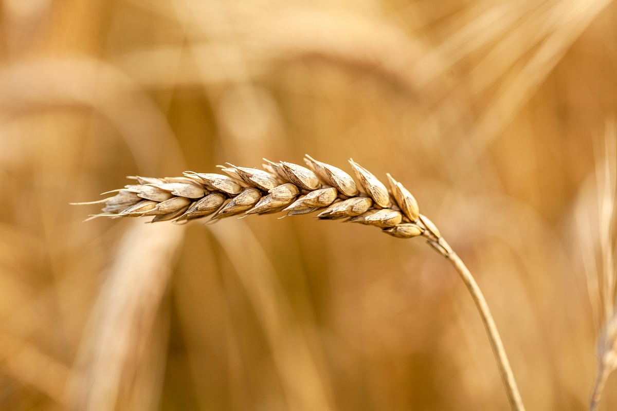 Фото: tomeqs shutterstock