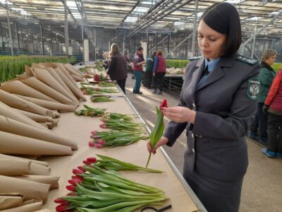 Письмо об ограничении ввоза цветов было направлено ведомству Армении