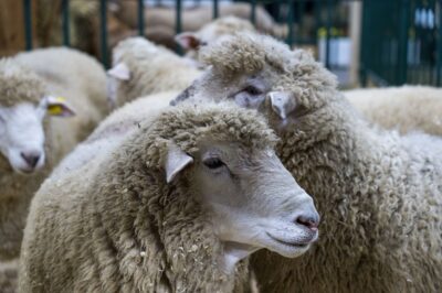 Ученые Киргизии вывели новую породу овец ала-тоо мясо-сального направления