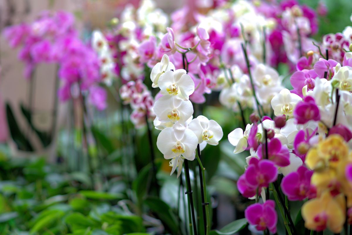 Фото: canva.com