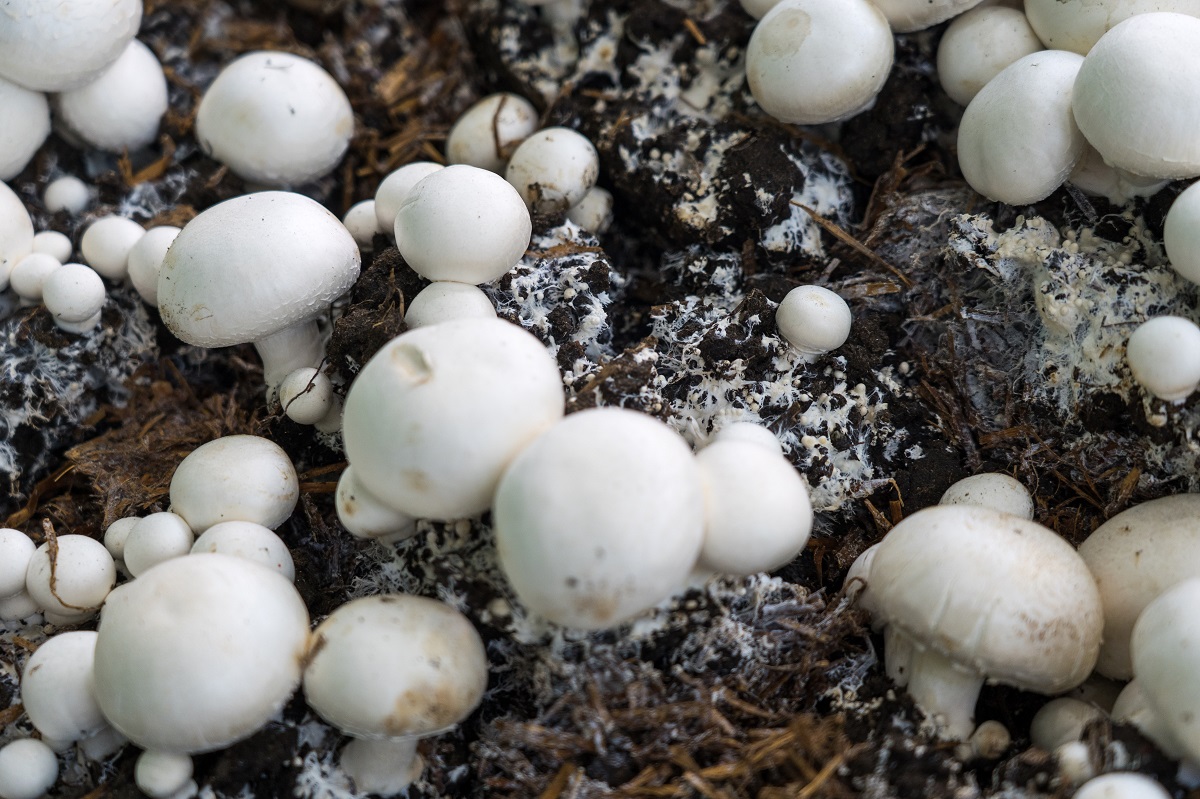 Фото: Александр Плонский / "Агроэксперт"