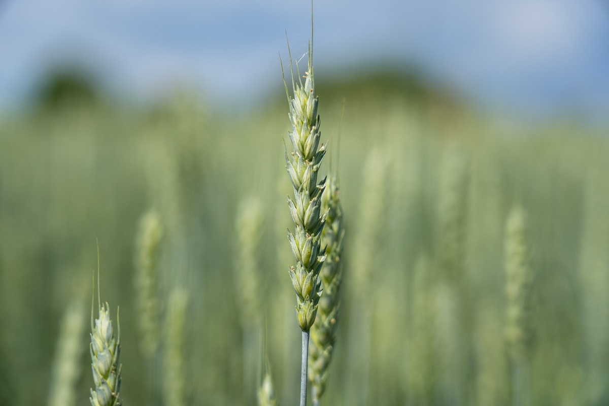 Photo: Alexander Plonsky / "Agroexpert"