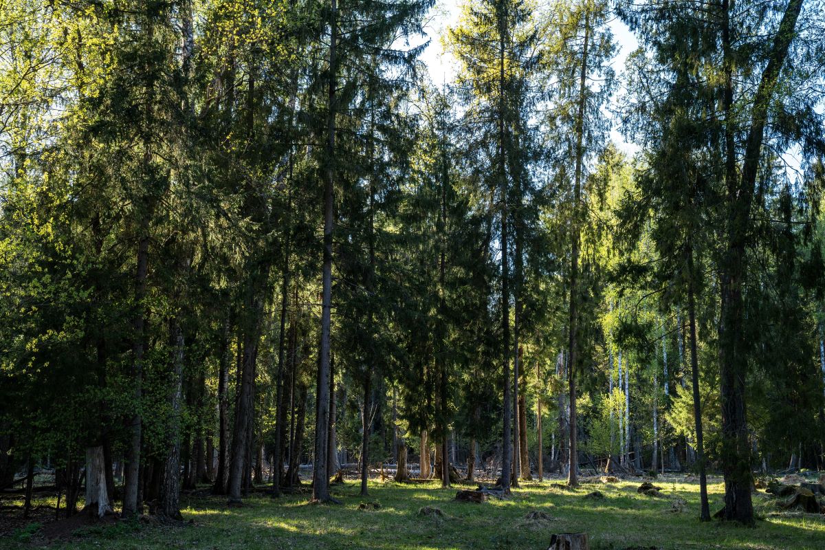 Фото: Александр Плонский / "Агроэксперт"