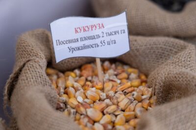 Первую партию кукурузы нового урожая исследовали в Ростовской области