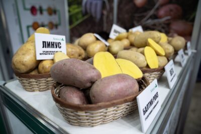 РФ увеличила экспорт агропродукции в Белоруссию на 16% в I квартале