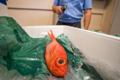 Оман намерен увеличить поставки рыбных продуктов в Россию