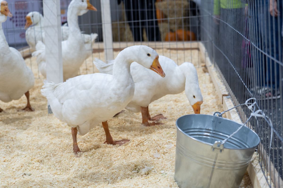 Фото: Александр Плонский / "Агроэксперт"