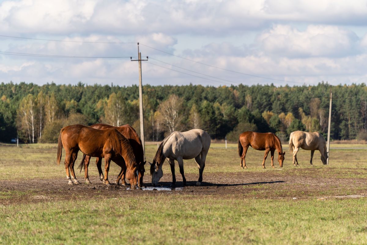 Фото: Александр Плонский / "Агроэксперт"