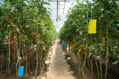 Росимущество повторно продает агрокомбинат «Тепличный» за 2,8 млрд рублей