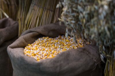 Компанию Bayer обвинили в монополизации рынка семян ГМО-кукурузы