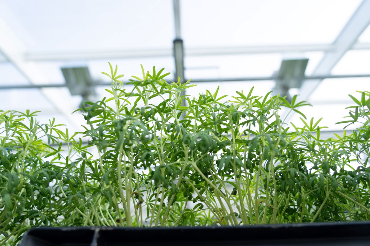 Фото: Александр Плонский / «Агроэксперт»