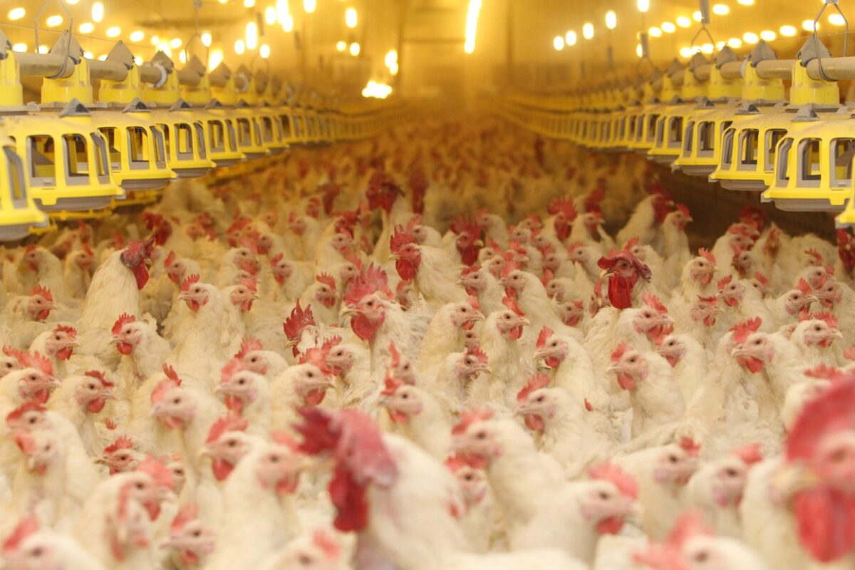 Фото предоставлено "Черкизово"