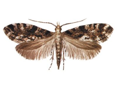 Амбарная моль (Nevapogon granellus L)