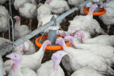 «Агронавигатор»: применение органических кислот в кормлении птицы