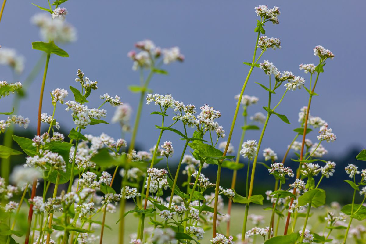 Oleg Marchak / Gettylmages