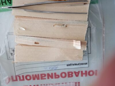 В Карелии при проверке партии древесины эксперты ФГБУ «ВНИИКР» обнаружили опасных насекомых