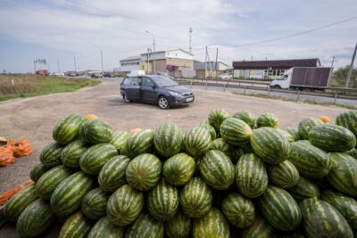 Партия арбузов из Казахстана содержала карантинную дынную муху