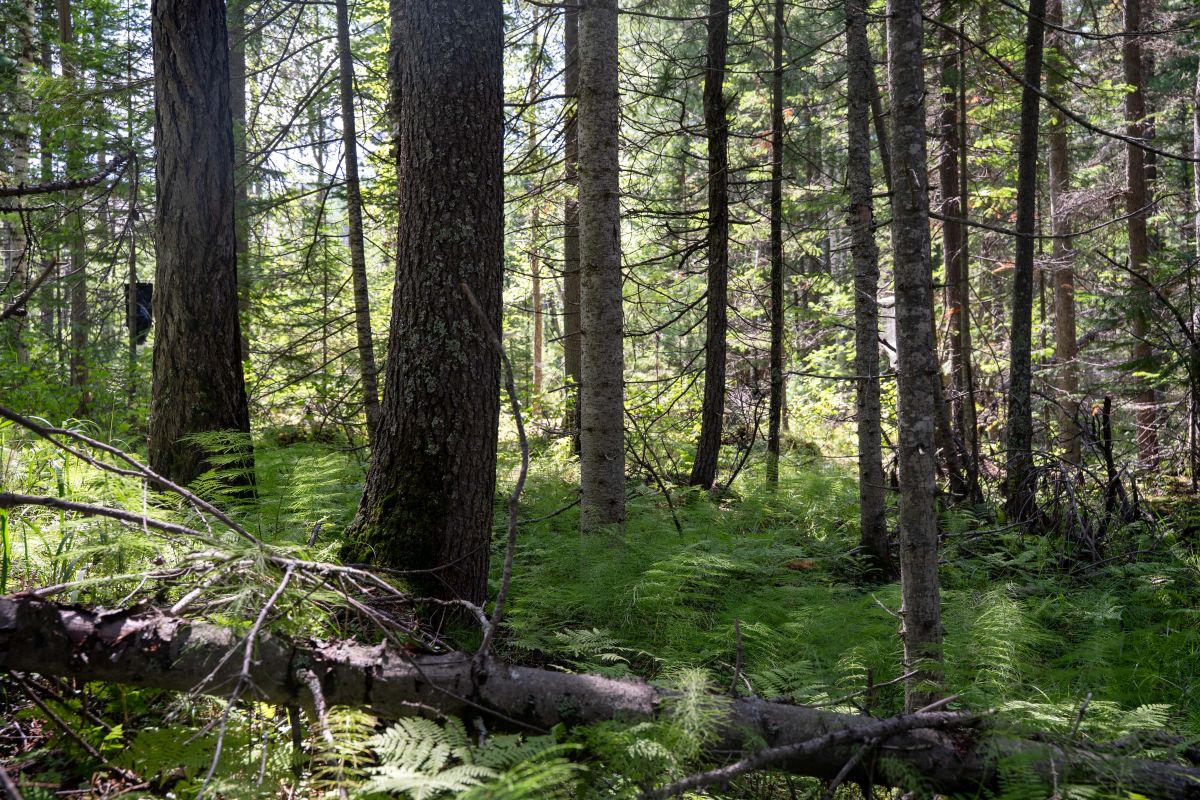 Фото: Александр Плонский / «Агроэксперт»