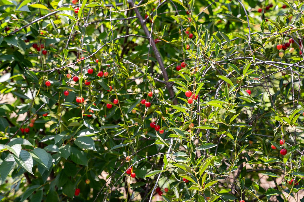 Фото: Александр Плонский / «Агроэксперт»