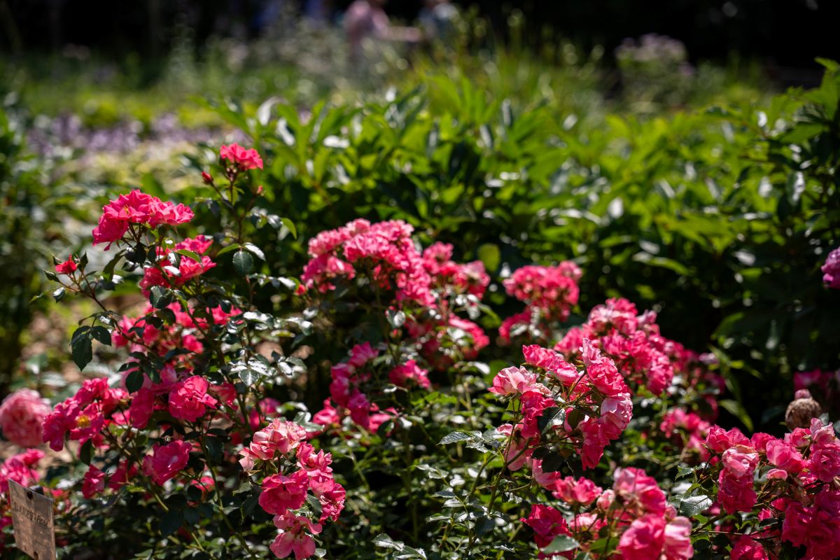 Фото: Александр Плонский / «Агроэксперт»