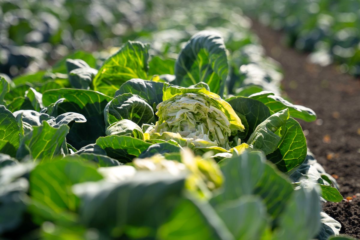 Фото: Александр Плонский / «Агроэксперт»