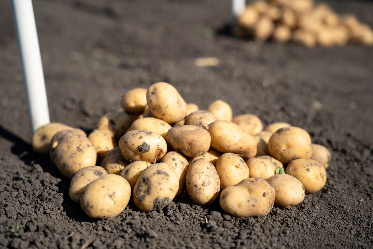 Урожай картофеля в Кировской области вырос на 40% в 2025 году