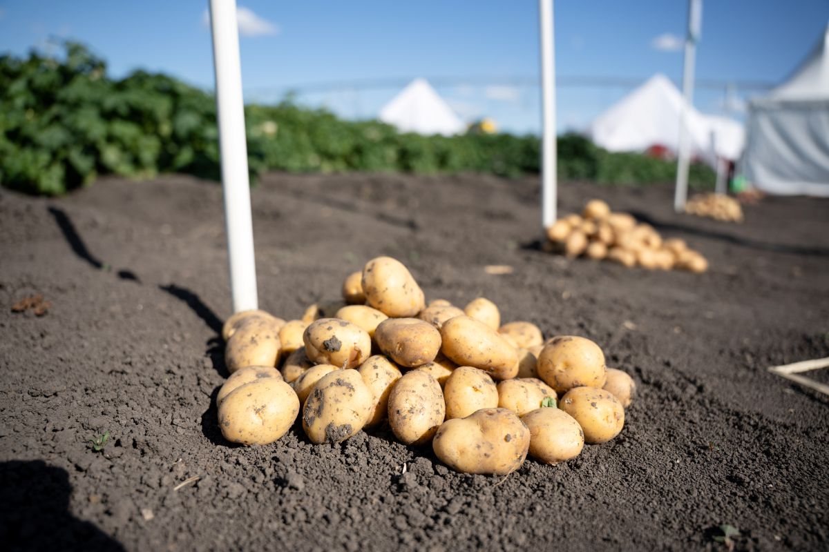 Фото: Александр Плонский / «Агроэксперт»