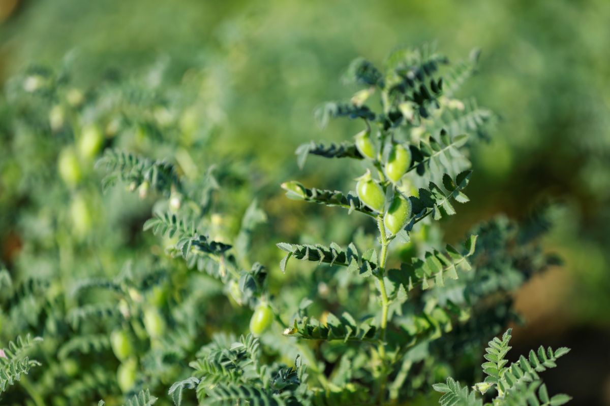 Фото: PRASANNAPiX / GettyImages