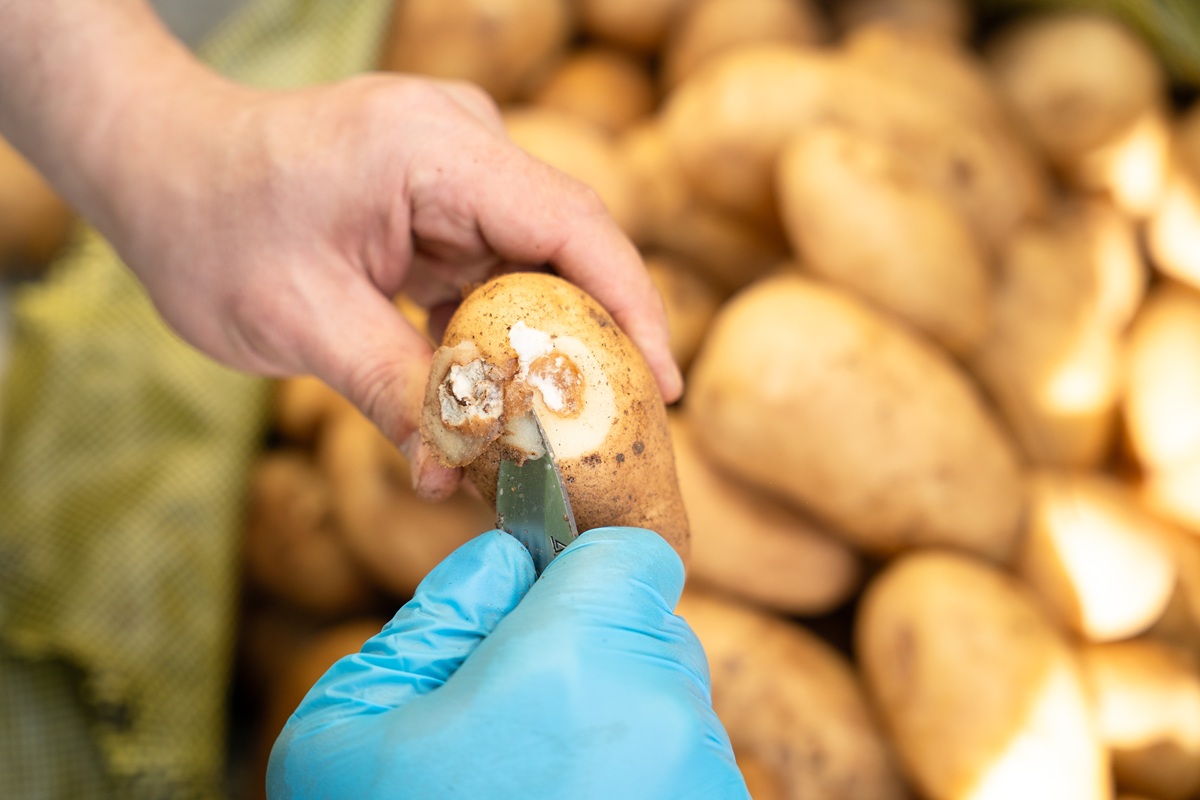 Фото: Александр Плонский / "Агроэксперт"