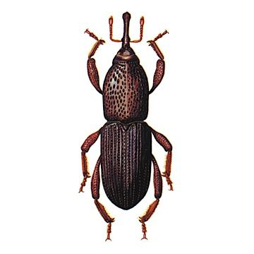 Амбарный долгоносик (Sitophilus granarius)
