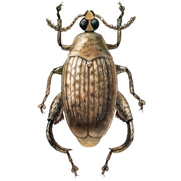 Арахисовая зерновка (Caryedon gonagra F)