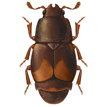 Блестянка сухофруктовая (Carpophillus hemi pterus)