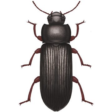 Большой мучной хрущак (Tenebrio molitor L)