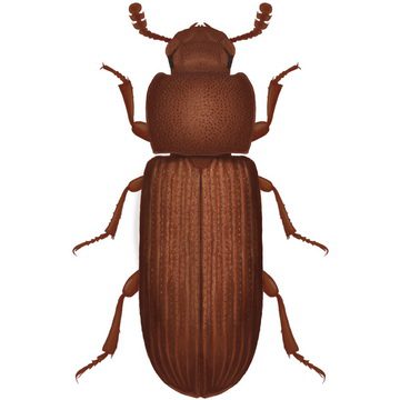 Булавоусый хрущак (Tribolium castaneum)