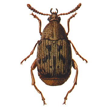 Фасолевая зерновка (Acanthosctlides obtectus)