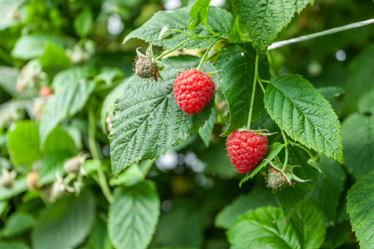 Фото: AlexKazachok2 / GettyImages