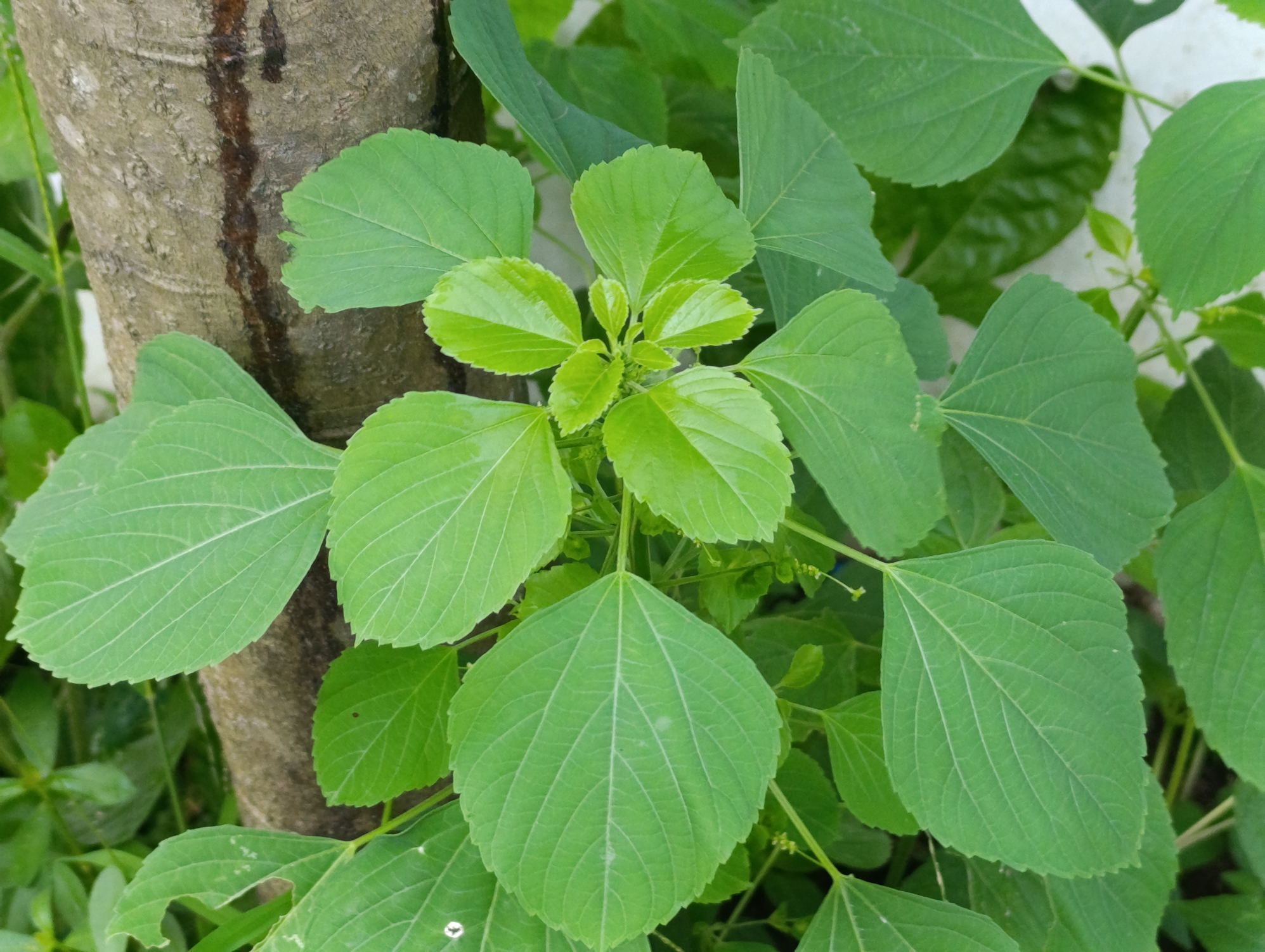 Фото: Kalis Wardoyo / GettyImages