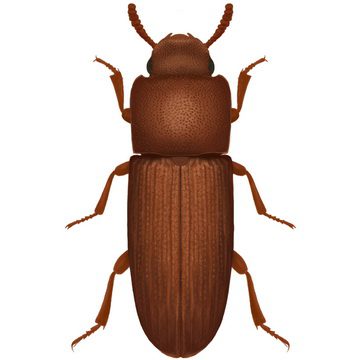 Гладкий хрущак (Palorus Subdepressus F)