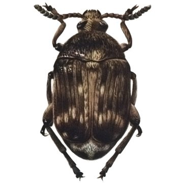 Гороховая зерновка (Bruchus pisorum)