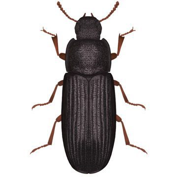 Хрущак малый черный (Tribolium destructor Uytt)