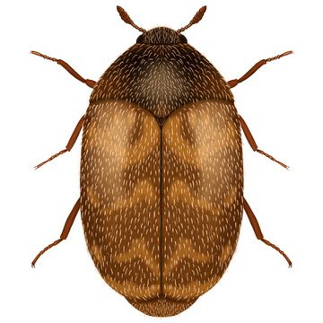 Капровый жук (Trogoderma granarium Everts)