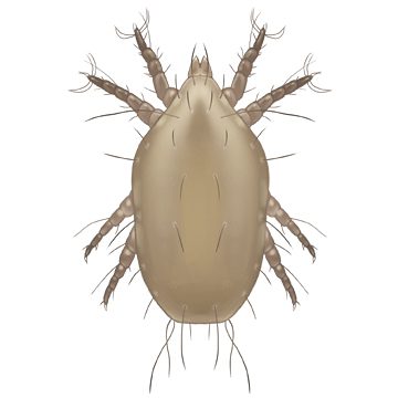 Клещ Родионова (Caloglyphus Rodionovi)