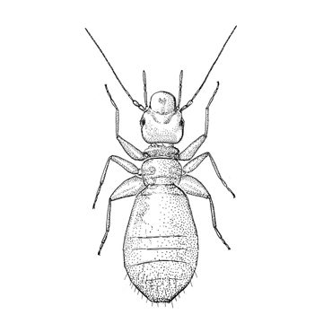 Книжная вошь или книжный сеноед (Troctes divinatorius)