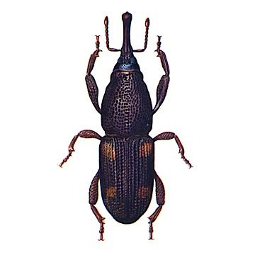 Кукурузный долгоносик (Sitophilus zeamais)