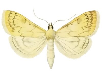 Кукурузный мотылек (Pyrausta nubilalis)