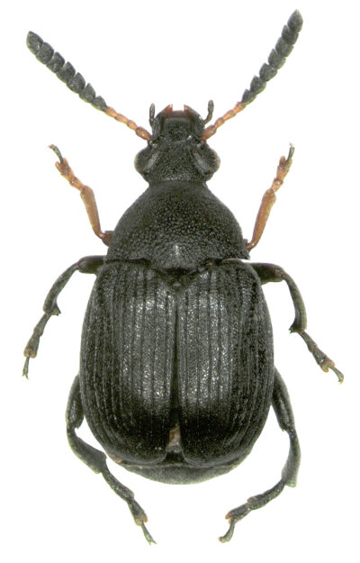 Лядвенцевая зерновка, гороховик мышиный (Bruchus loti Paykull)