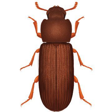 Малый мучной хрущак (Tribolium confusum Duv)