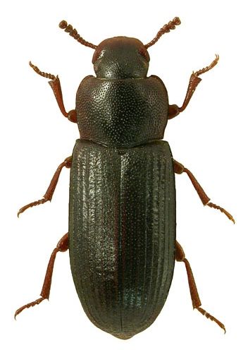 Малый темный хрущак (Tribolium madens Charp)