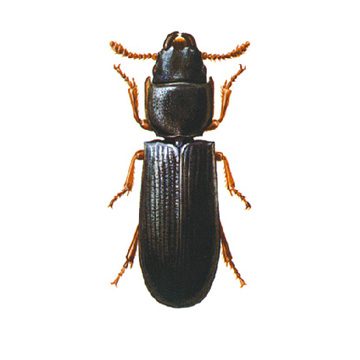 Мавританская козявка (Tenebroides mauritanicus)