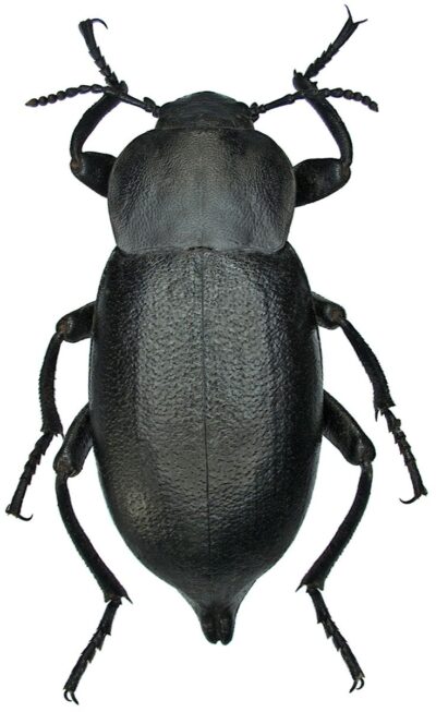 Медляк зловещий (Blaps mortisaga)